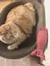 冠能猫粮成猫猫粮鸡肉味7kg 全价猫粮 稳固免疫 适口性强 实拍图