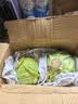 京鲜生山东新鲜绿甘蓝净重3斤 卷心菜 包菜 甘蓝新鲜蔬菜 源头直发 实拍图