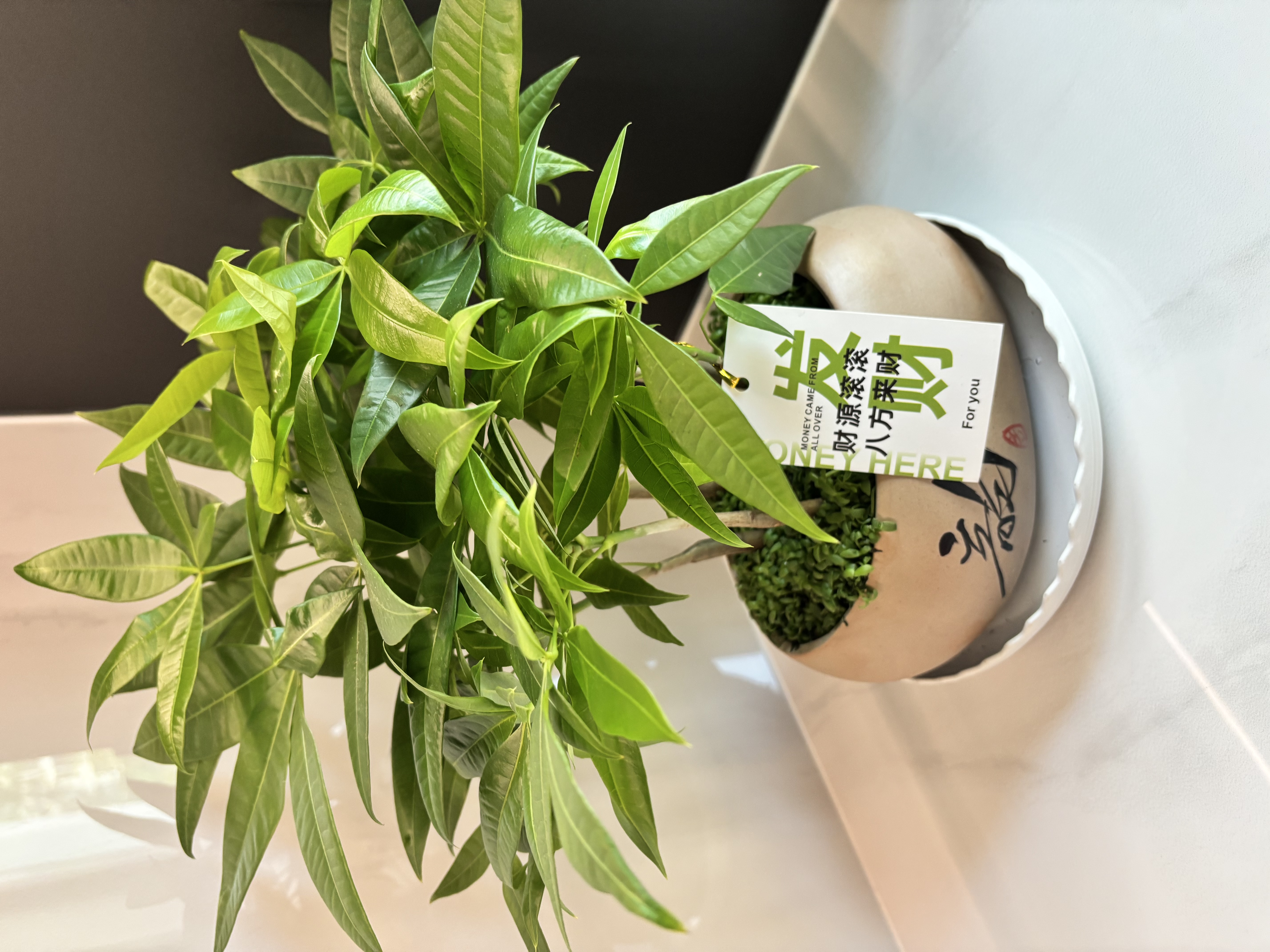 她研社深藏blue安心裤超长超薄夜用安睡裤 XL码裤型卫生巾3条姨妈巾自营 实拍图