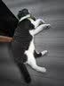 小李子德国猫罐头莱昂纳多无谷猫主食罐头猫零食猫罐头猫咪湿粮 经典家禽200g*10 实拍图
