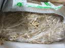 京喜加【26年新根】新鲜鱼腥草折耳根嫩根凉拌节节根现挖猪鼻孔带泥 带泥折耳根3斤 净重 实拍图