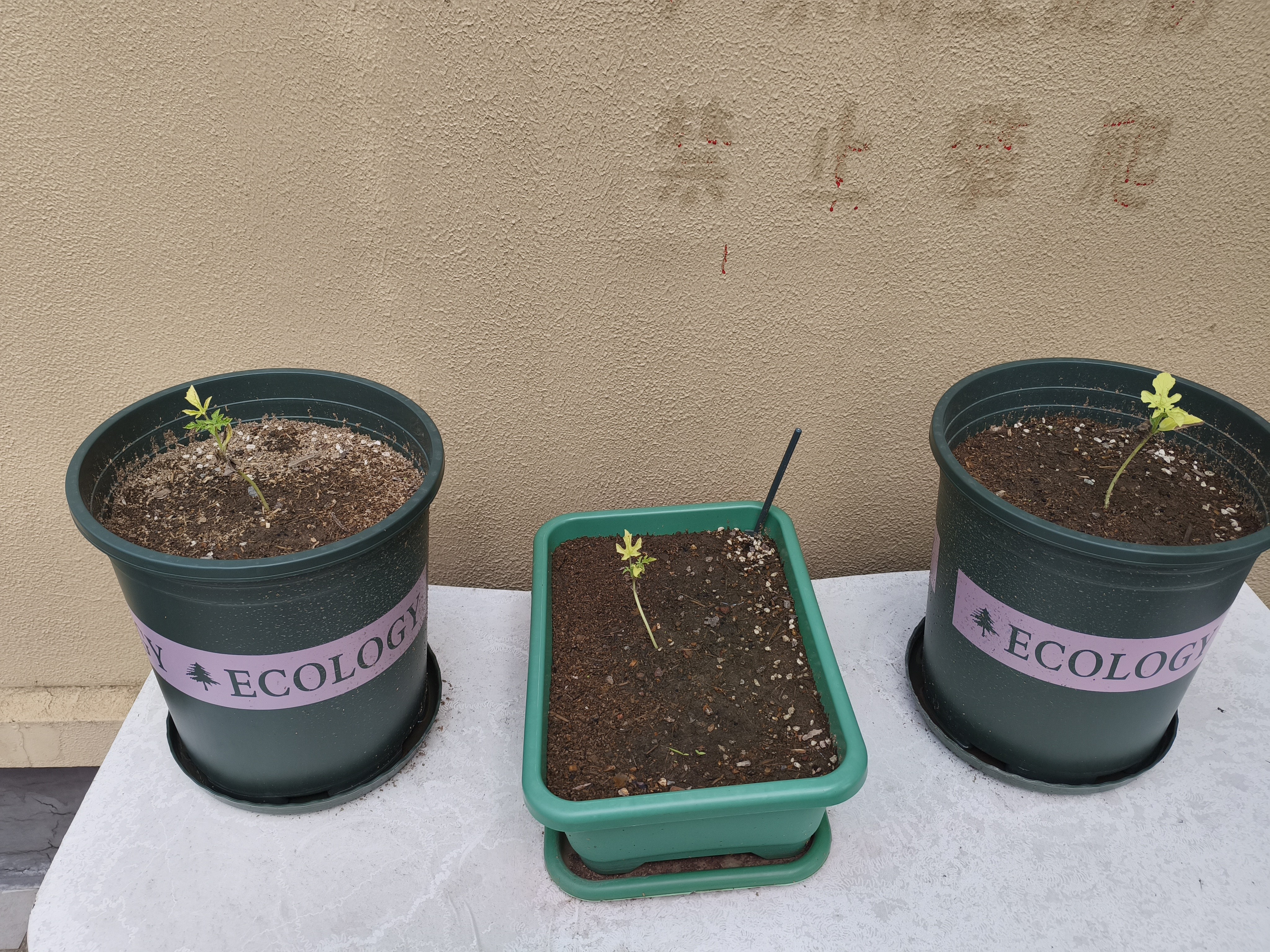 九千谷加仑花盆高款5加仑 树脂塑料花盆加仑盆加厚大绿花盆 带托盘1206 实拍图