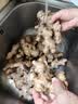 广东本地大肉姜猪脚姜新鲜嫩姜高明无渣猪脚姜泡姜无渣 猪脚姜5斤（超值） 实拍图