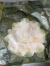 babycare爆款山茶花一次性内裤女士孕妇XXL码15条【安全灭菌】 实拍图