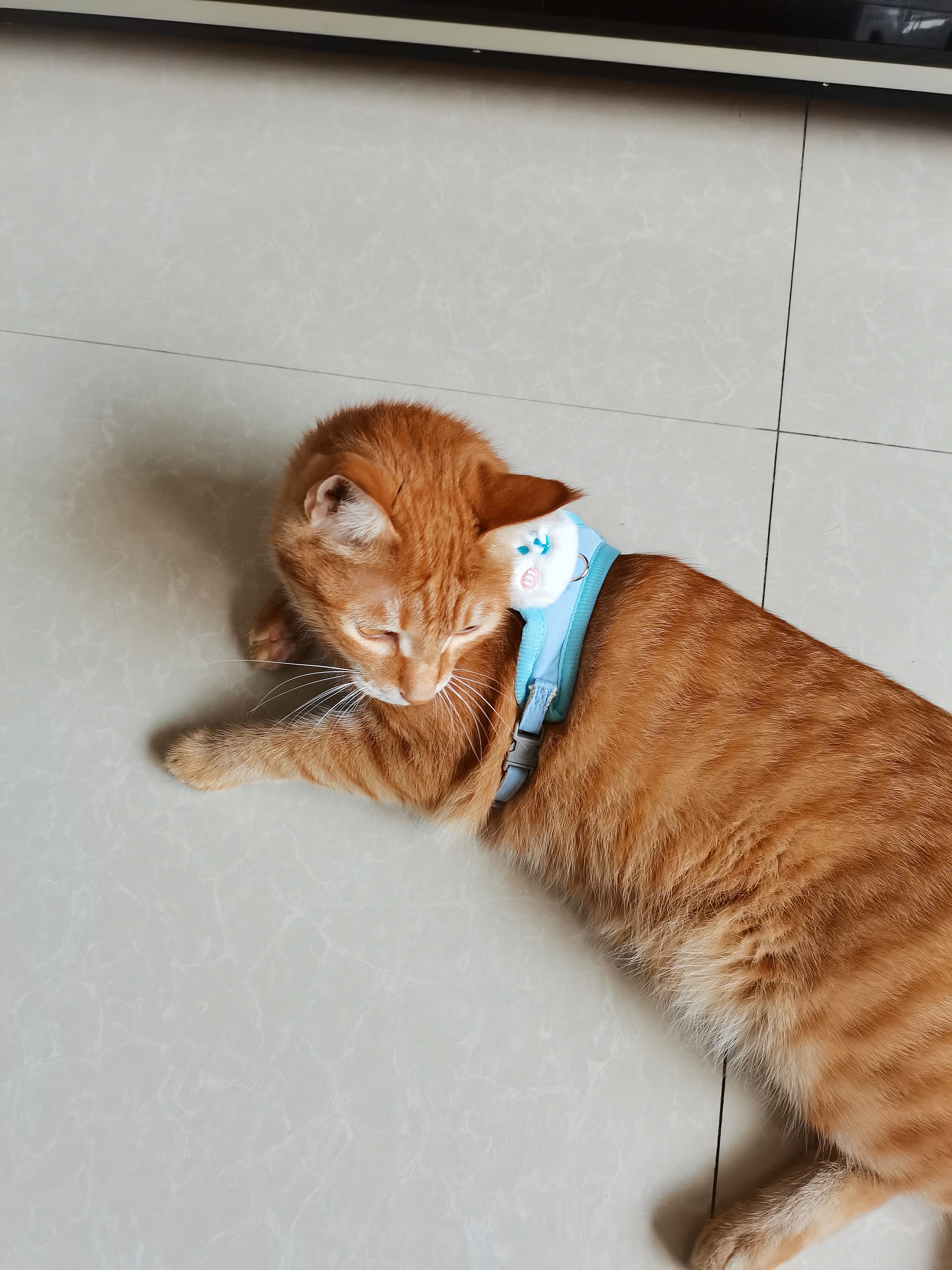 憨憨乐园猫咪牵引绳可调节遛猫绳子可爱幼猫外出专用胸背小型犬宠物用品s 实拍图