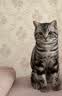 亿迪猫粮全价成猫幼猫国产蓝猫布偶流浪猫全阶段20斤羊奶低敏营养丰富 实拍图