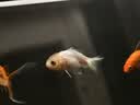 疯狂石头鱼缸水质稳定剂1.5L装 除氯气免晒困水安定调节PH水族箱养鱼用品 实拍图