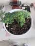 文竹盆栽绿植花卉盆景植物室内客厅水培文松云竹文竹大苗四季常青 小文竹【2棵更实惠】原土球发货 高度15-25cm 实拍图