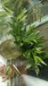 京东绿植驱蚊竹柏水培驱蚊植物盆栽办公室桌面花卉水养办公室绿植源头直发 实拍图