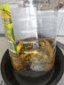 金龙鱼 食用油 非转基因 物理压榨玉米油6.18L（蕴含植物甾醇） 实拍图