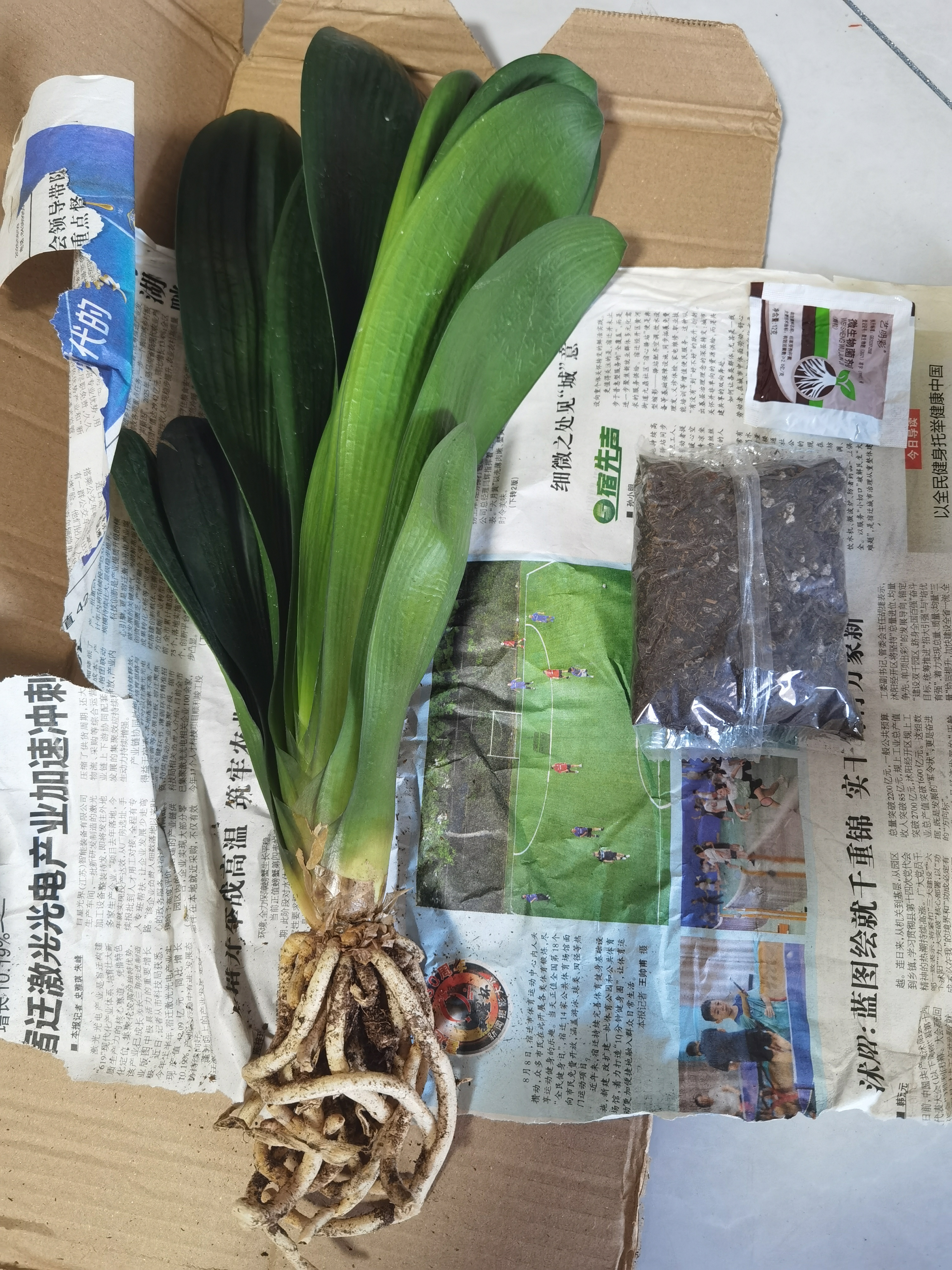 大盆君子兰盆栽名贵国宝级花卉苗绿植物圆头和尚室内客厅四季好养 大苗当年开花】12-14片叶子+带土 送肥料 实拍图