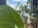 漫生活16L天南星科营养土养花花肥园艺种植土有机花土肥料盆栽绿植土壤 实拍图