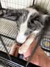 亚禾大型犬狗狗磨牙棒耐咬狗骨头特大号金毛德牧宠物零食洁齿162g*6支 实拍图