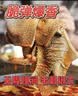 潮夫道冷藏黑毛肚250g 川渝涮火锅食材毛肚牛杂千层肚牛百叶生鲜 实拍图