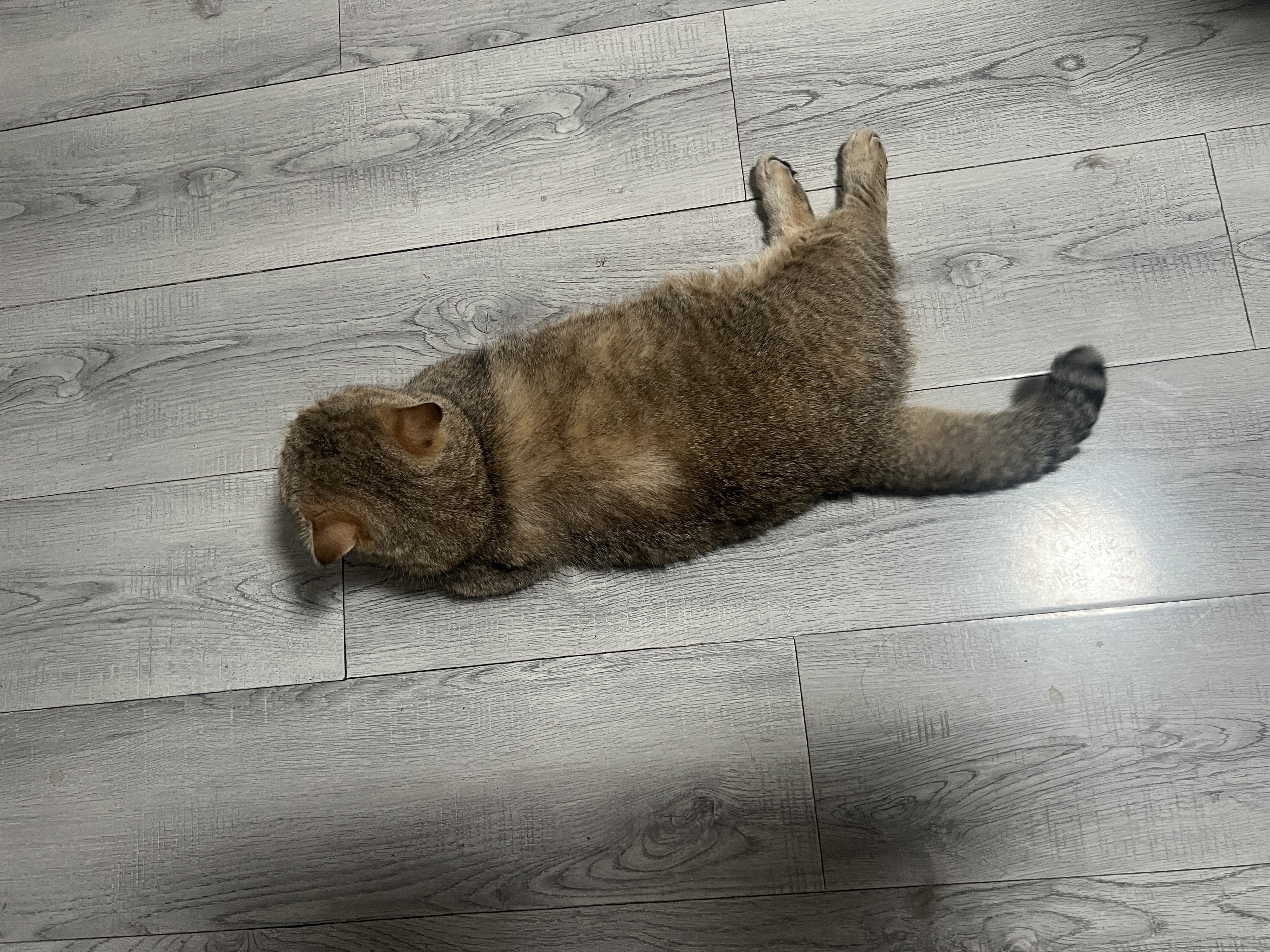 HELLOJOY宠物猫咪祛底绒梳去浮毛开结梳布偶缅因眉毛护理长毛猫宠物店同款 实拍图