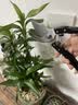 得力（deli）修枝剪刀尖刃树枝剪 升级SK5钢果树剪花卉茶树枝剪园艺修枝神器 【果枝剪】8寸可剪15mm树枝-防滑省力 实拍图