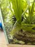 森森（SUNSUN）鱼缸增氧泵水族箱氧气泵家用小型充氧泵 【二代更静】3W单孔+全套配件 实拍图