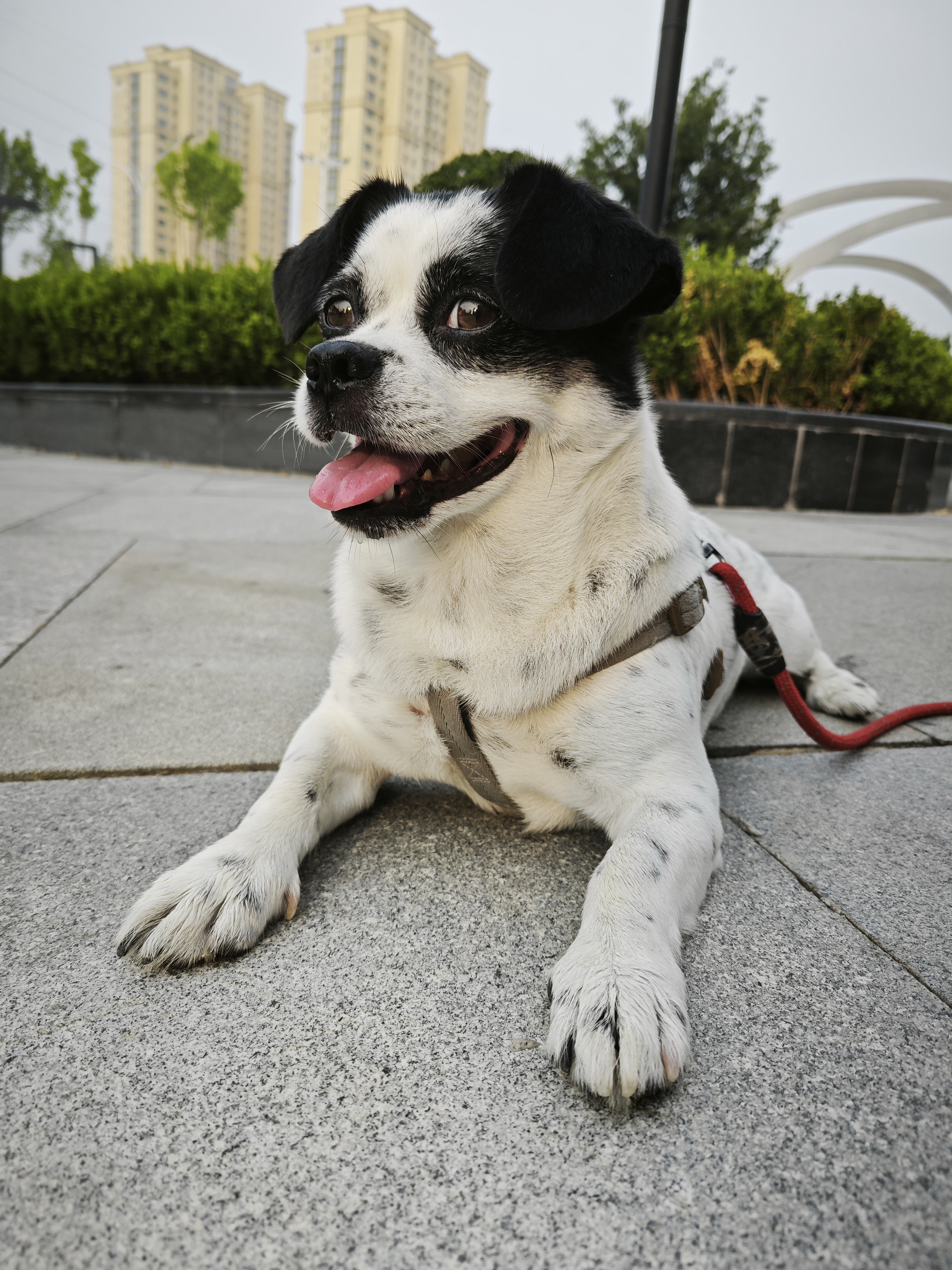 比利玛格（BILLY+MARGOT）狗粮成犬牛肉配方无谷优质蛋白泰迪狗粮便携尝鲜试吃70g 实拍图