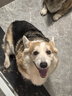 麦富迪狗粮 藻趣儿狗粮成犬粮牛肉螺旋藻 均衡营养7.5kg/15斤 实拍图