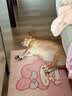 疯狂小狗 宠物狗狗零食泰迪金毛幼犬成犬训练奖励 精品牛肉粒430g 实拍图