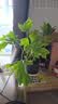 蓝桂圆春羽盆栽水培植物 客厅阳台绿植 大叶片高颜值 4棵+花瓶源头直发 晒单实拍图
