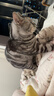 皇家猫粮 成猫猫粮 营养均衡 F32 通用粮 1-7岁 4.5KG 实拍图