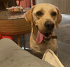 疯狂小狗狗粮金毛拉布拉多萨摩耶边牧 宠物中大型幼犬成犬20kg40斤牛肉味 肉粒双拼|香菇牛肉10kg 实拍图