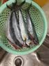 京喜加鲅鱼 鲜活冷冻无冰新鲜海鲜水产生鲜鱼类商用食材 4斤 无冰鲅鱼【6-8两/条】 实拍图