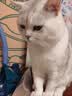皇家猫粮 成猫猫粮 营养均衡 F32 通用粮 1-7岁 2KG 实拍图
