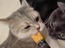 领先主食猫条14g*5条猫咪零食全价湿粮（新老款随机发货） 实拍图