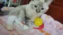 诚实一口小轻袋OX-FIT全价鲜肉烘焙猫粮成猫56天体重管理【新品】1.8kg 实拍图