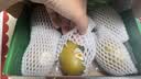 佳沛（zespri）新西兰阳光金奇异果6粒装88-103g猕猴桃水果中秋节礼品送水果礼盒 实拍图