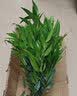 花行榜驱蚊竹柏水培驱蚊植物盆栽办公室桌面花卉水养办公室绿植源头直发 实拍图
