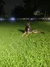 凯锐思 德牧狗粮 专用幼犬成犬4斤大型犬黑背警犬狼狗德国牧羊犬粮 2kg 实拍图
