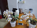 网易严选全价猫粮4.0成幼猫三文鱼亮毛养胃深海鱼虾1.8kg*4袋【宠物金选】 实拍图