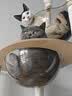 唐米吉吉加粗大型猫爬架猫窝猫树一体太空舱猫架子小户型不占地剑麻猫玩具 150cm 7层【双太空舱冲量款】 实拍图