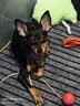 京东京造 狗粮中小型犬粮鲜肉无谷2kg全价狗粮平价成幼犬中华泰迪比熊博美 实拍图