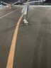 斯威（SWAY）高配版两轮滑板车初学者活力板儿童游龙板蛇板成人二轮闪光蛇板M3 实拍图