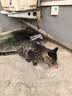 伟嘉猫粮 宠物成猫粮海洋鱼味300g单包尝鲜装 实拍图