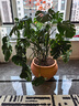 美益棵营养土养花通用型8L园艺专用种菜蔬菜多肉盆栽绿植种植泥炭土壤 实拍图