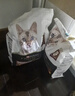 冠能猫粮成猫猫粮鸡肉味2.5kg 雀巢全价猫粮 稳固免疫 实拍图