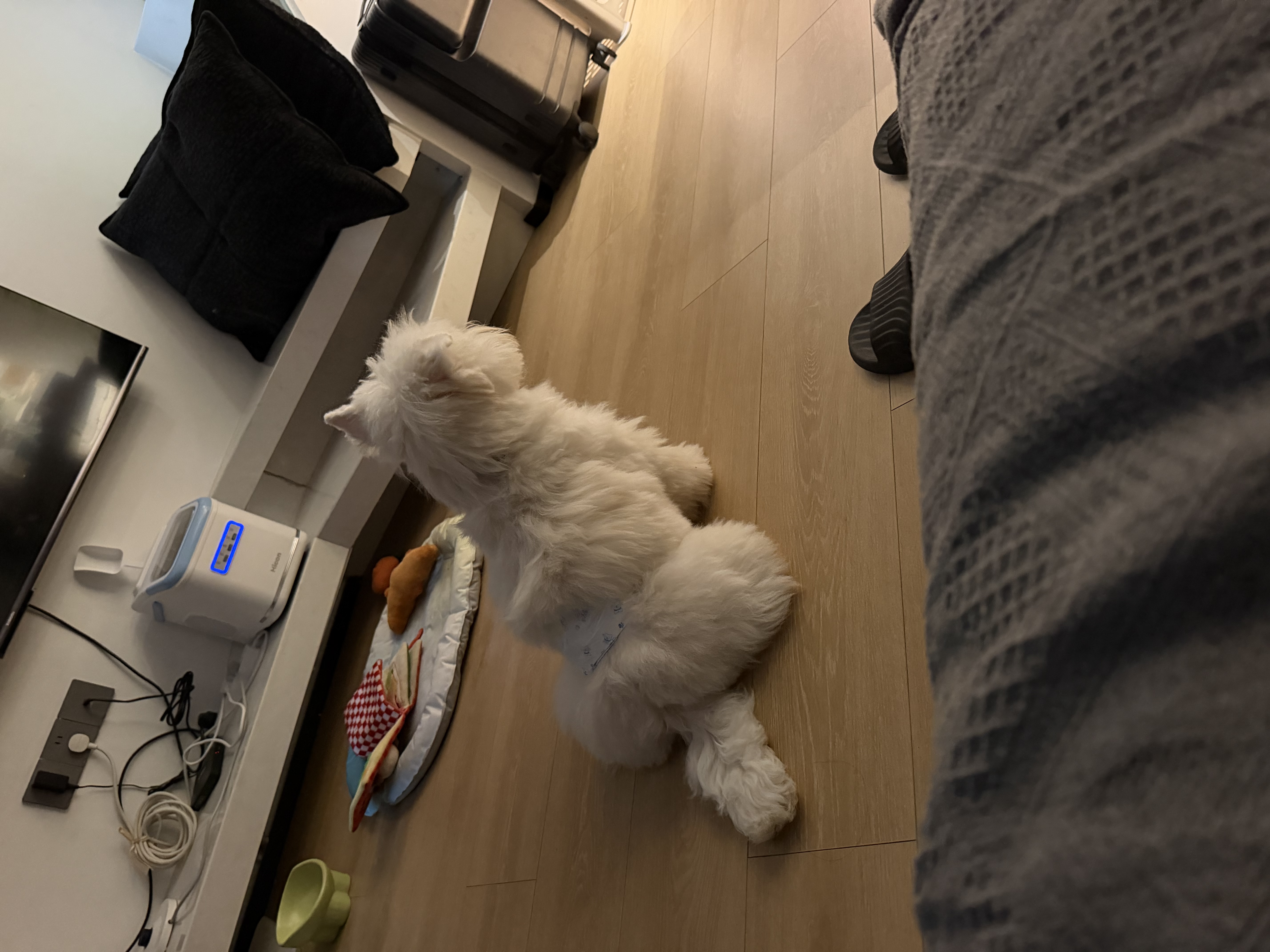憨憨宠狗笼中小型犬狗笼子大猫笼带厕所加粗折叠宠物笼子柯基笼幼犬狗笼 加粗狗笼 银色 71*60*50cm 建议25斤内 带托盘式厕所+防卡脚垫片 实拍图
