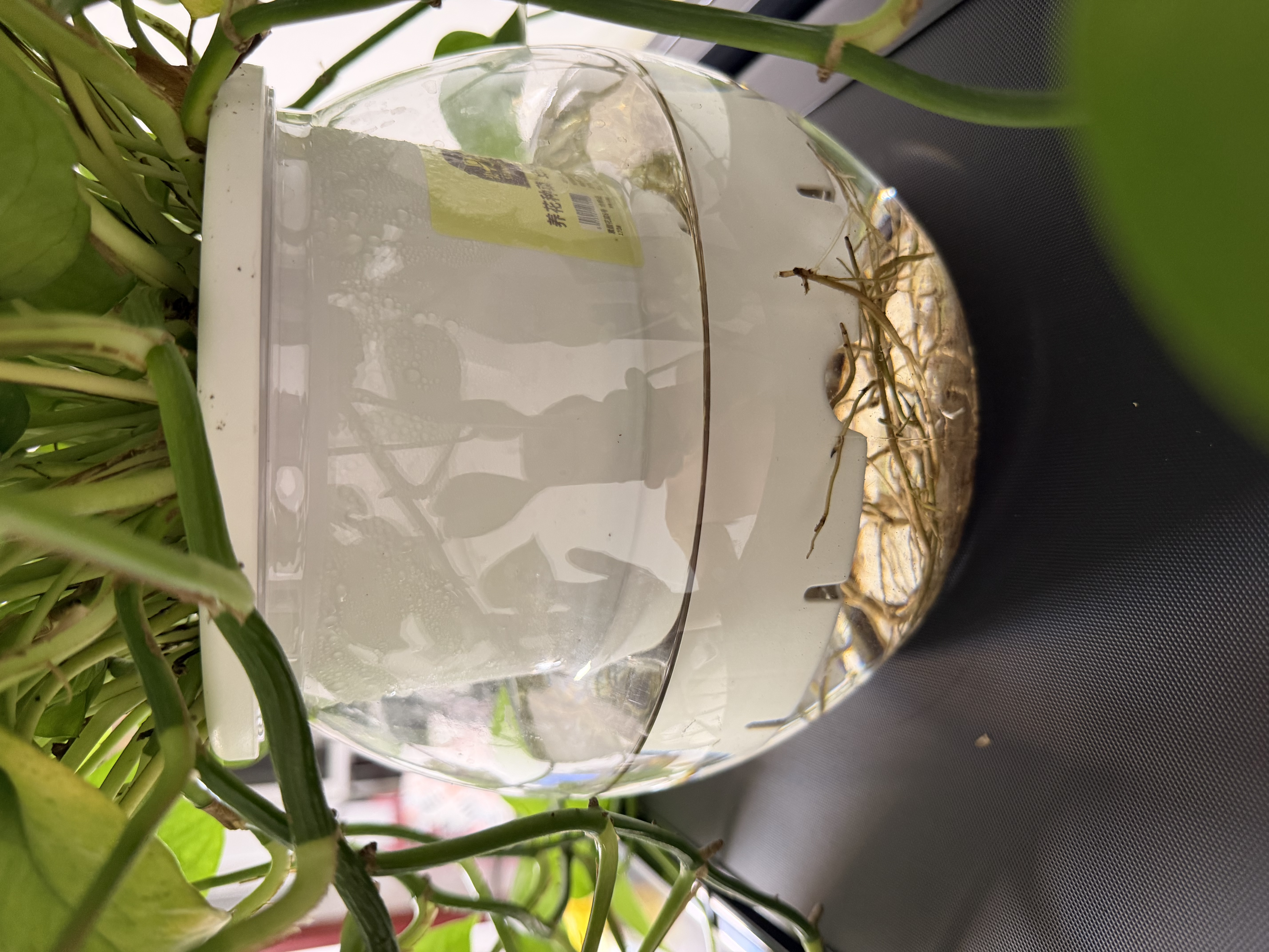 史丹利花盆家用树脂塑料盆栽加厚多肉月季阳台庭院加仑盆象牙白高140mm 实拍图