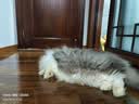 皇家猫粮 英短成猫粮 BS34 通用粮 12月以上 10KG 实拍图