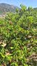 Barbarous Growth爬宠亚克力饲养盒爬虫守宫寄居蟹箱蜥蜴蛇角蛙蜘蛛蜗牛甲虫生态缸 40*25*20cm【磁吸款】 实拍图
