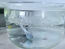 森森鱼缸增氧泵水族箱氧气泵LQE-50家用小型充氧泵3W单孔+全套配件 实拍图
