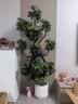叹为观止大型植物发财树各种大颗盆栽开业乔迁客厅办公室内好养大型花卉 造型鸭脚木【1.5-1.7米】 含盆 实拍图