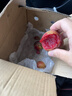 大菠菜300g 实拍图