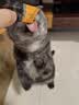 领先主食猫条14g*5条猫咪零食全价湿粮（新老款随机发货） 实拍图