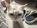 财咪宠物驱虫药猫咪狗狗体内外同驱一体幼犬去跳蚤蜱虫用非泼罗尼滴剂 实拍图